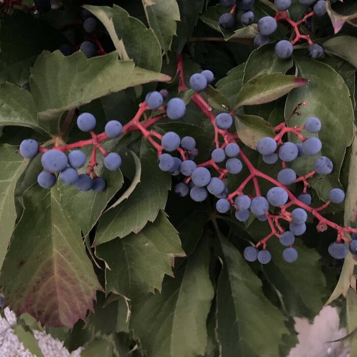 Virginia creeper (Parthenocissus quinquefolia) reference photo 4