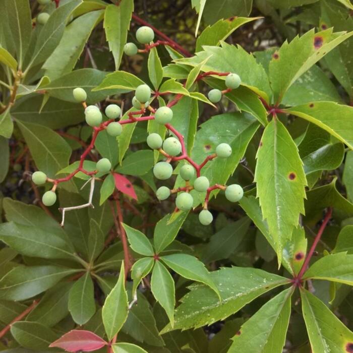 Virginia creeper (Parthenocissus quinquefolia) reference photo 1