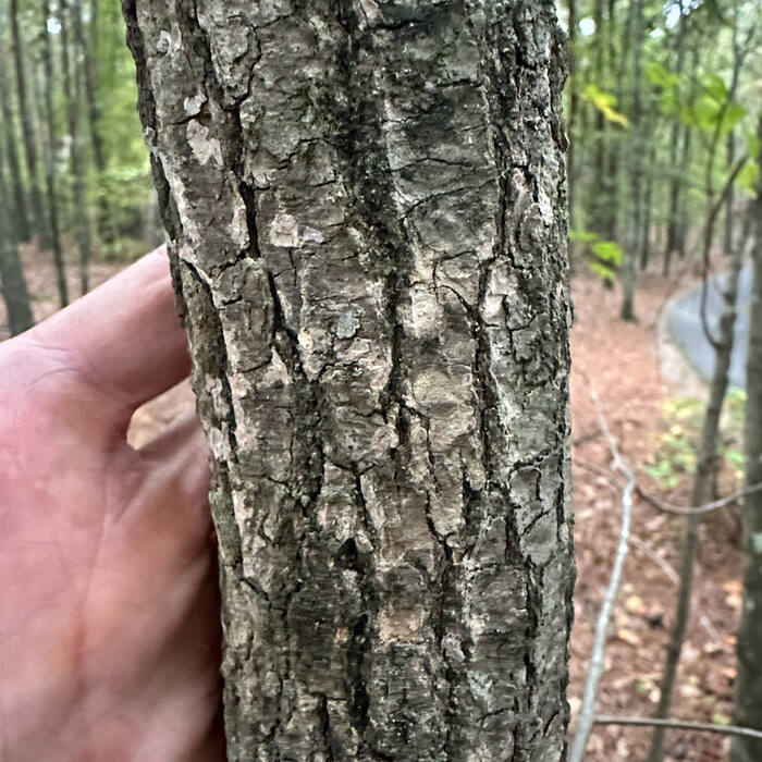 Muscadine bark reference