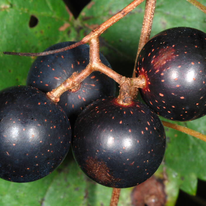 Muscadine