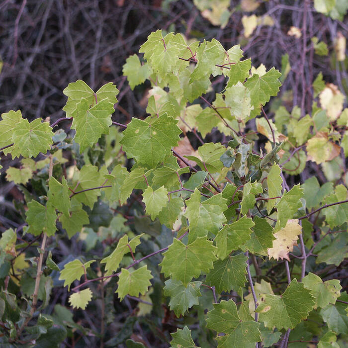 Muscadine habit reference