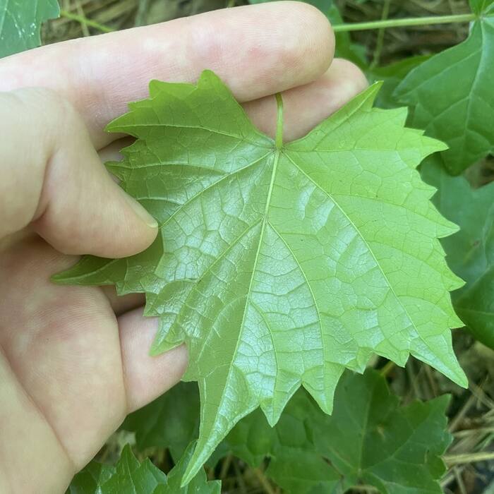 Muscadine leaf reference