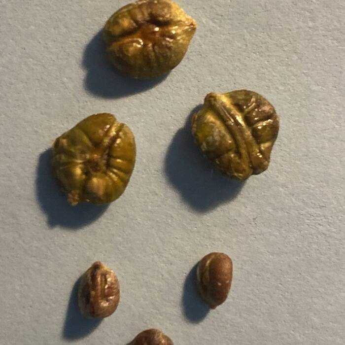 Muscadine seed reference