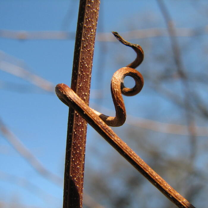 Muscadine tendril reference