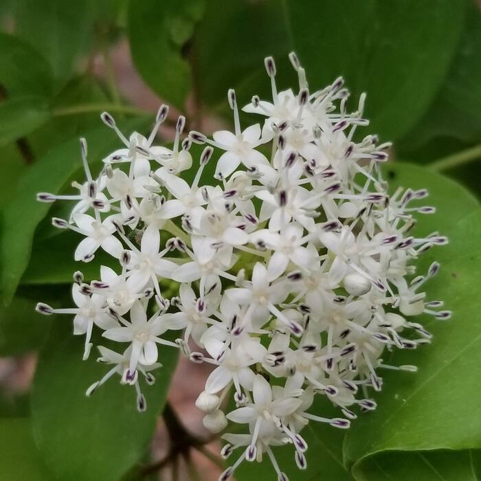 Stiff / swamp dogwood (Cornus foemina, = C. stricta) — the genuinely hard one reference photo 1