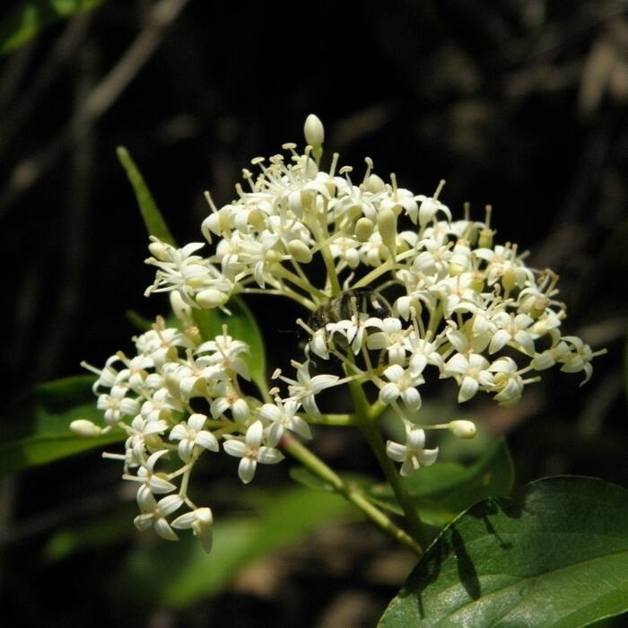 Stiff / swamp dogwood (Cornus foemina, = C. stricta) — the genuinely hard one reference photo 4