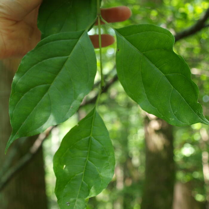 Stiff / swamp dogwood (Cornus foemina, = C. stricta) — the genuinely hard one reference photo 3