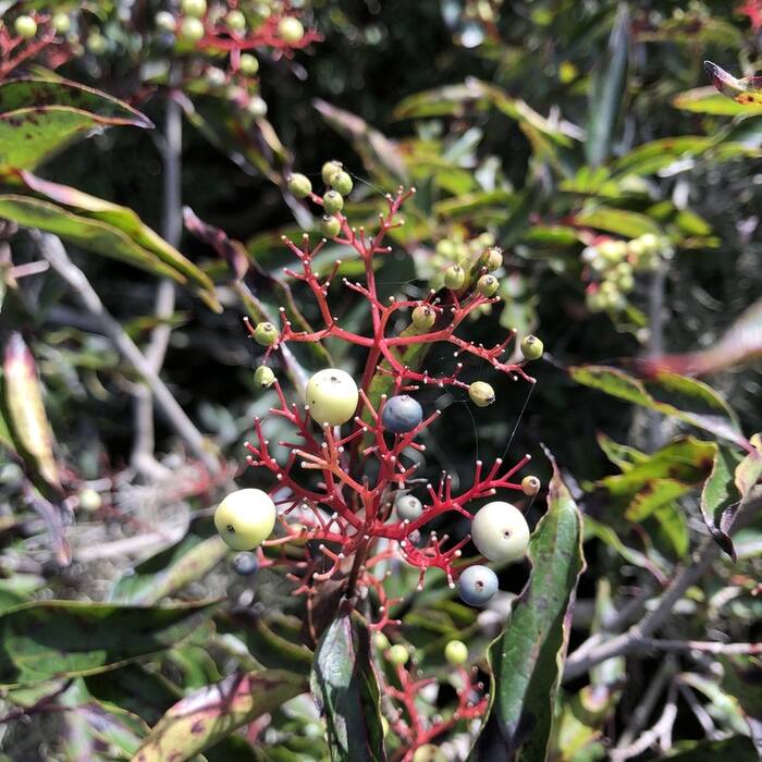 Stiff / swamp dogwood (Cornus foemina, = C. stricta) — the genuinely hard one reference photo 2