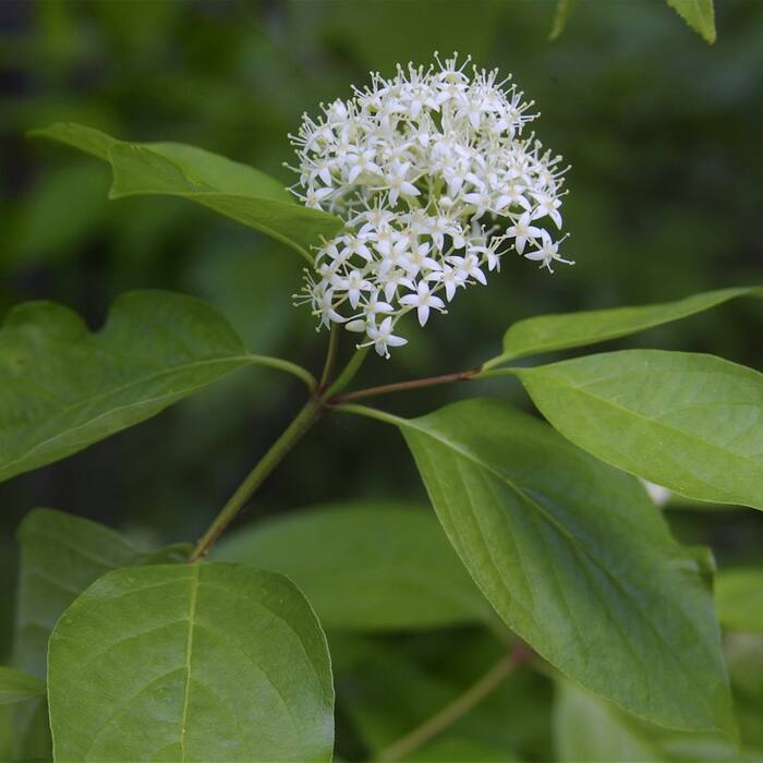 Gray dogwood (Cornus racemosa) reference photo 1