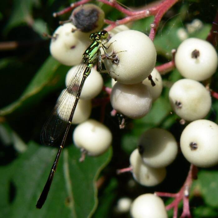 Gray dogwood (Cornus racemosa) reference photo 2