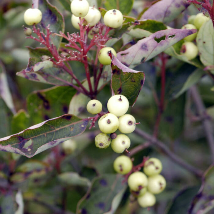 Gray dogwood (Cornus racemosa) reference photo 4
