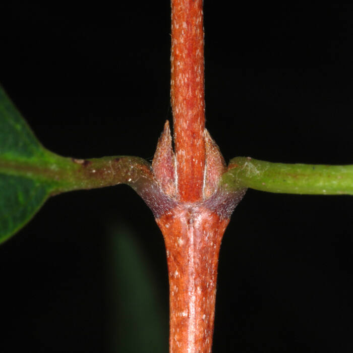 Gray dogwood (Cornus racemosa) reference photo 3