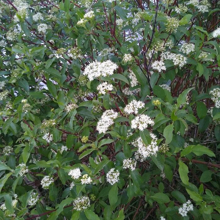 Red-osier dogwood (Cornus sericea) reference photo 4