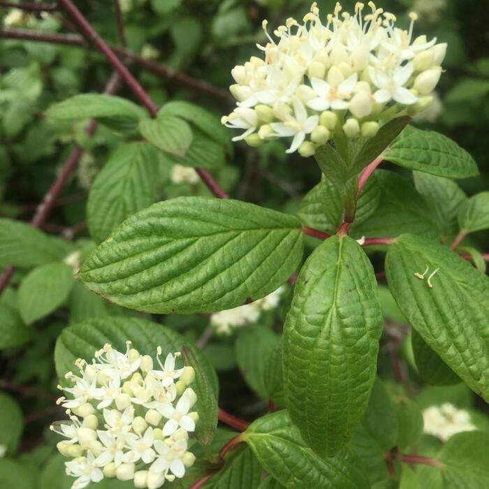 Red-osier dogwood (Cornus sericea) reference photo 1