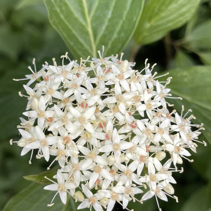 Red-osier dogwood (Cornus sericea) reference photo 3