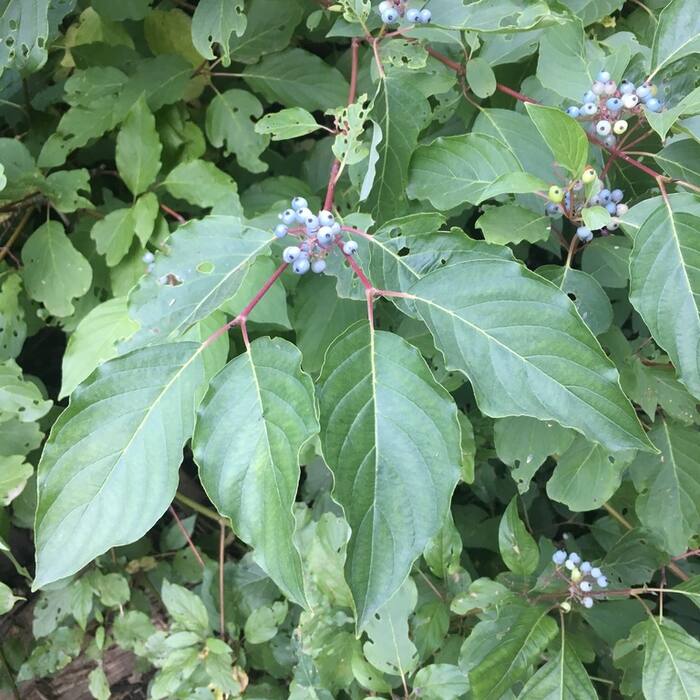 Red-osier dogwood (Cornus sericea) reference photo 2