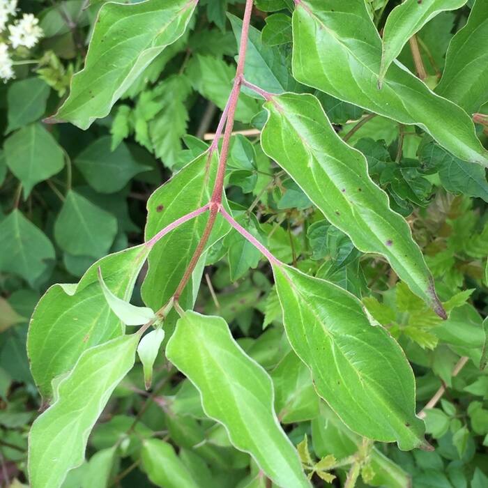Roughleaf dogwood (Cornus drummondii / eastern C. asperifolia) reference photo 2