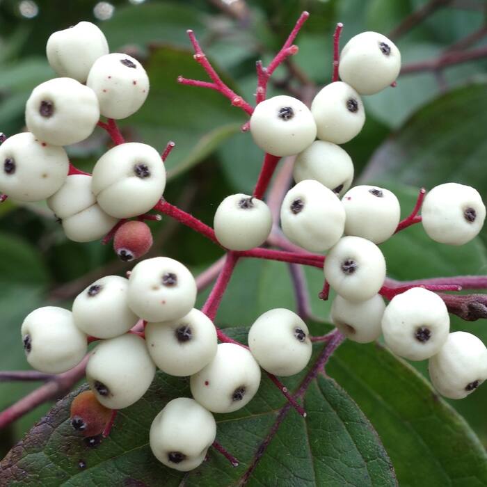 Roughleaf dogwood (Cornus drummondii / eastern C. asperifolia) reference photo 1