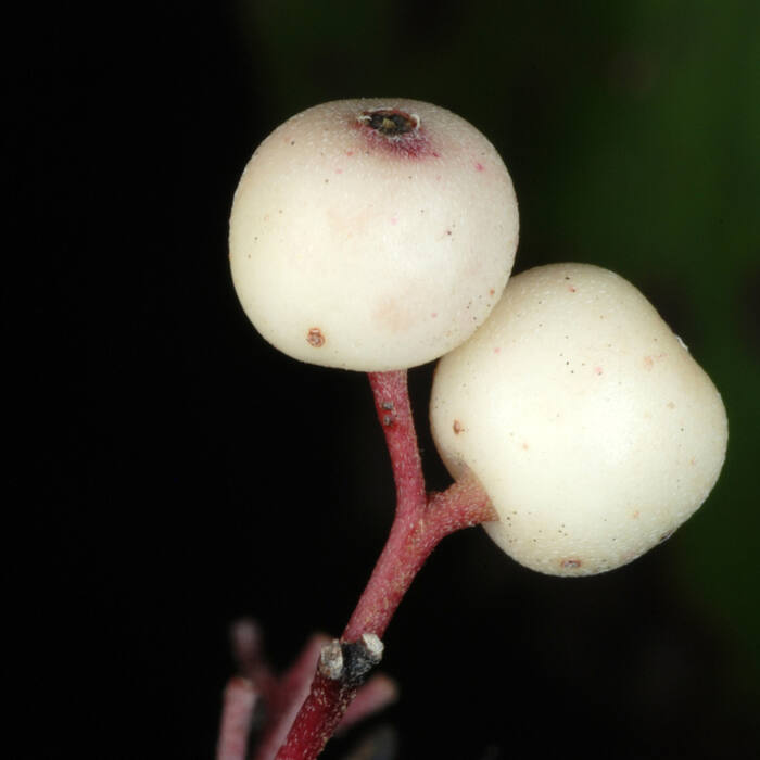 Roughleaf dogwood (Cornus drummondii / eastern C. asperifolia) reference photo 3