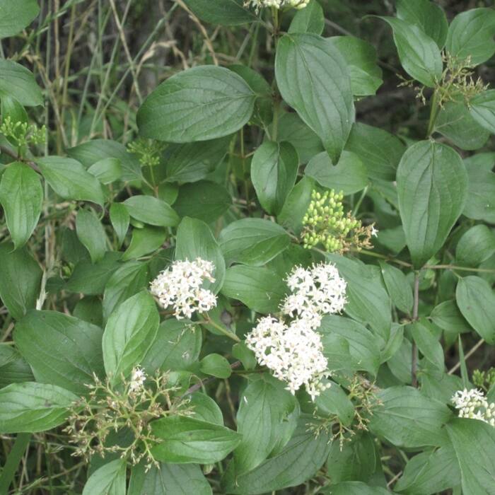 Roughleaf dogwood (Cornus drummondii / eastern C. asperifolia) reference photo 4