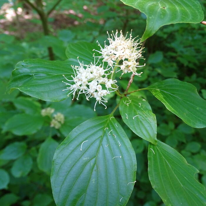 Pagoda / alternate-leaf dogwood (Cornus alternifolia) — see collection 03 reference photo 1