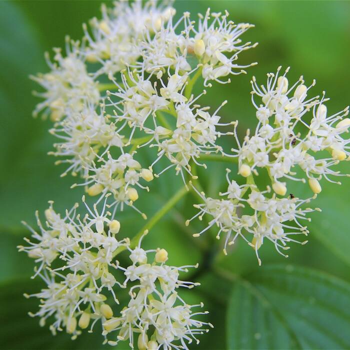 Pagoda / alternate-leaf dogwood (Cornus alternifolia) — see collection 03 reference photo 3