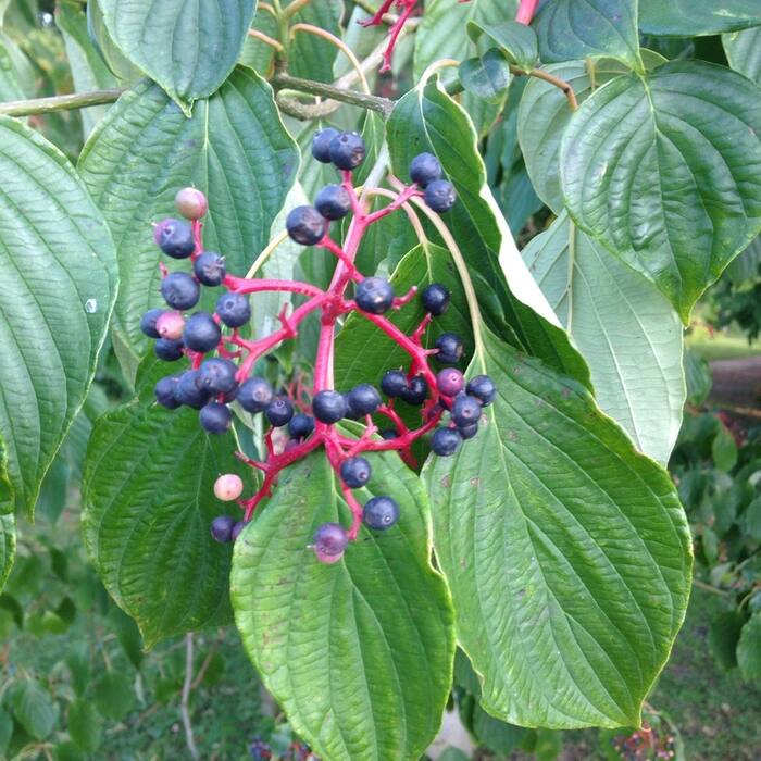 Pagoda / alternate-leaf dogwood (Cornus alternifolia) — see collection 03 reference photo 2