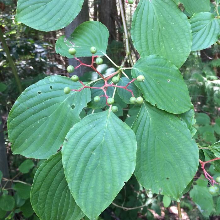 Pagoda / alternate-leaf dogwood (Cornus alternifolia) — see collection 03 reference photo 4