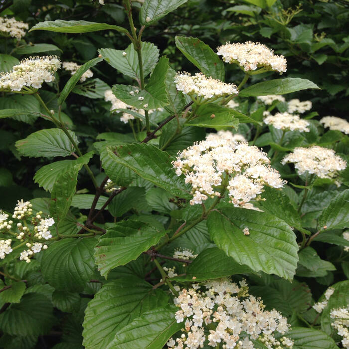 Arrowwood & possumhaw viburnum (Viburnum dentatum, V. nudum) reference photo 3