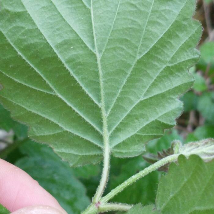 Arrowwood & possumhaw viburnum (Viburnum dentatum, V. nudum) reference photo 2