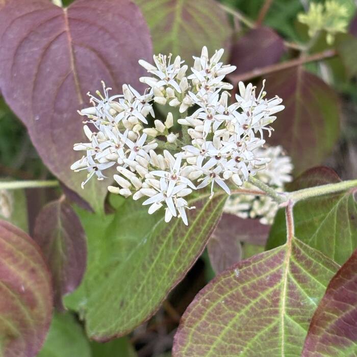 Silky dogwood flower reference