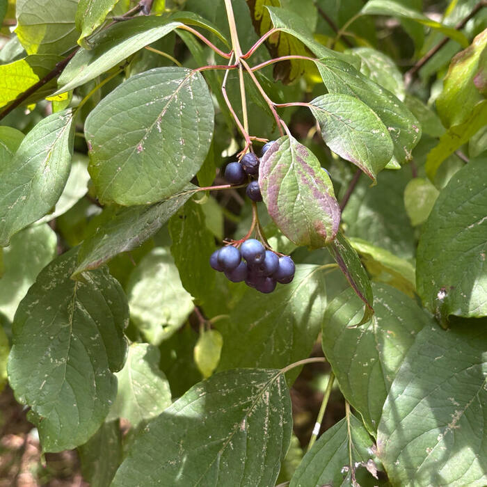 Silky dogwood