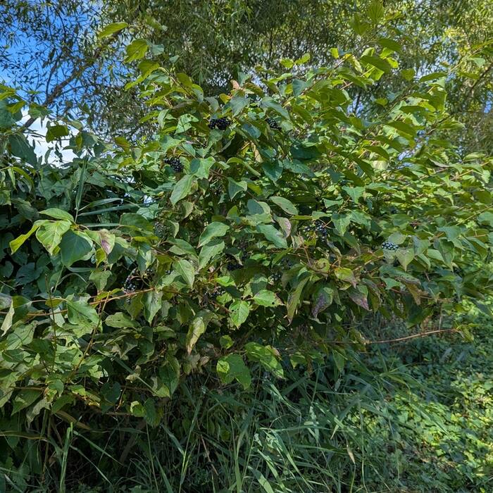 Silky dogwood habit reference