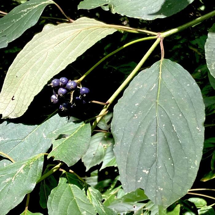 Silky dogwood leaf reference