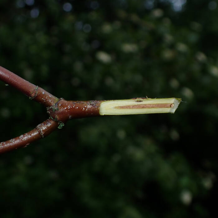 Silky dogwood pith reference
