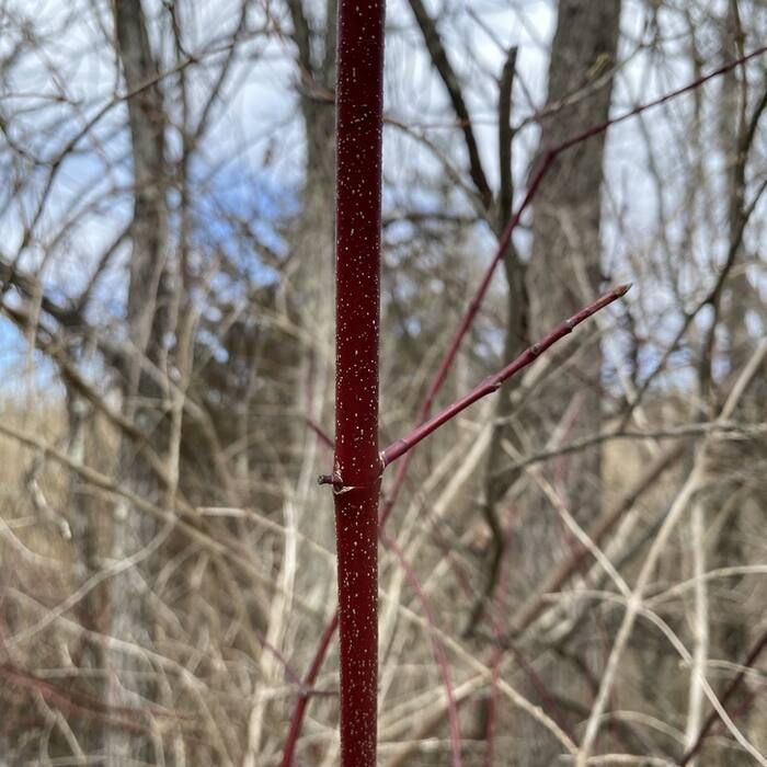 Silky dogwood twig reference