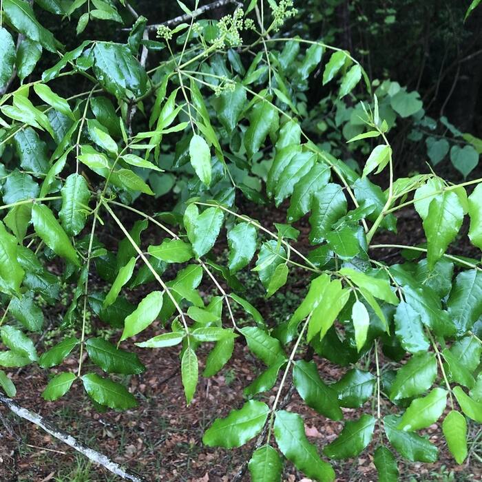 Hercules'-club / toothache tree (Zanthoxylum clava-herculis) — shares the name, not the plant reference photo 2