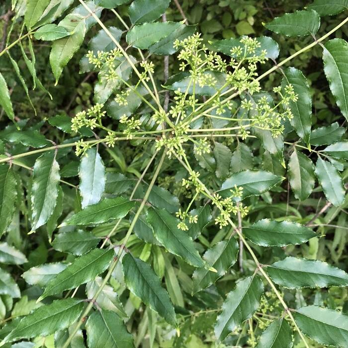 Hercules'-club / toothache tree (Zanthoxylum clava-herculis) — shares the name, not the plant reference photo 4