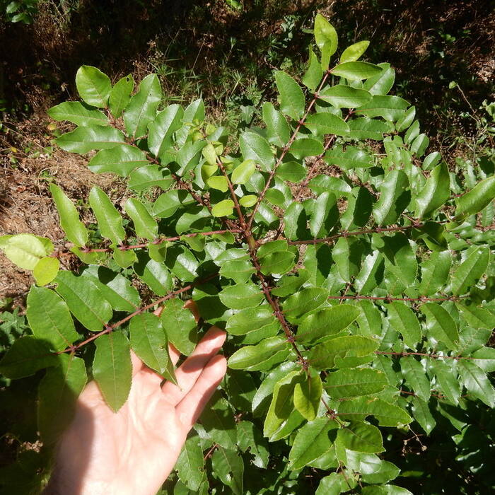 Hercules'-club / toothache tree (Zanthoxylum clava-herculis) — shares the name, not the plant reference photo 1