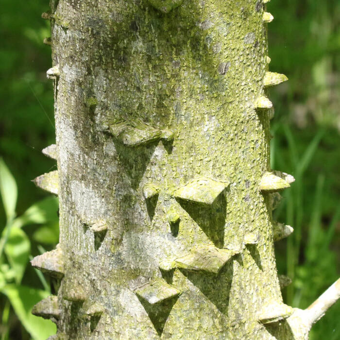 Hercules'-club / toothache tree (Zanthoxylum clava-herculis) — shares the name, not the plant reference photo 3