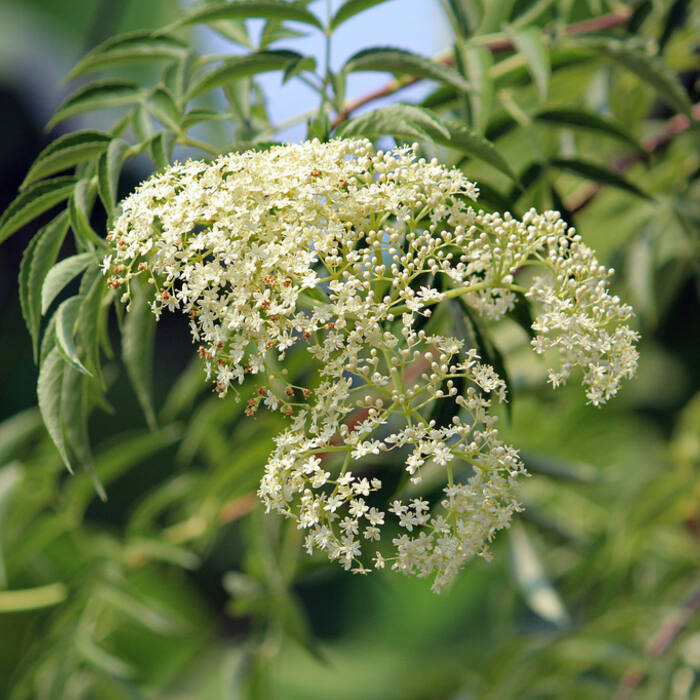 Common elderberry (Sambucus canadensis) — the other thing you're hunting on this trail reference photo 1