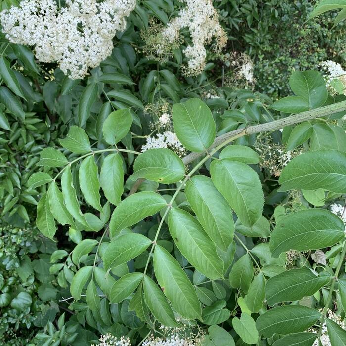 Common elderberry (Sambucus canadensis) — the other thing you're hunting on this trail reference photo 2