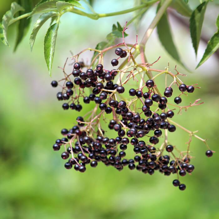 Common elderberry (Sambucus canadensis) — the other thing you're hunting on this trail reference photo 4