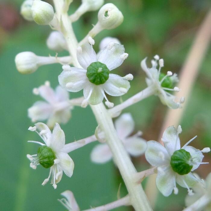 Pokeweed (Phytolacca americana) — the pink-stem trap reference photo 2