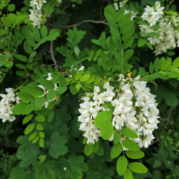 Black locust (Robinia pseudoacacia) reference photo 2