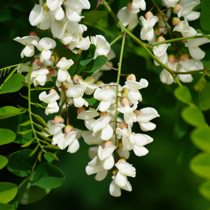 Black locust (Robinia pseudoacacia) reference photo 1