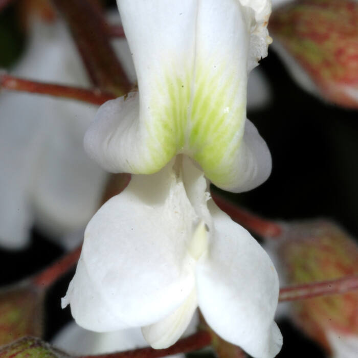 Black locust (Robinia pseudoacacia) reference photo 4