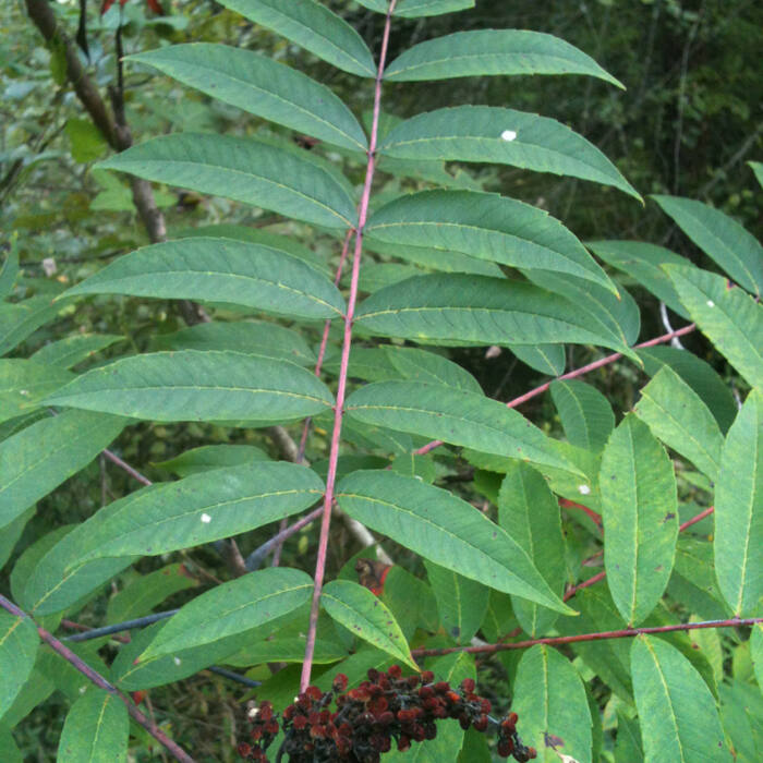Sumacs — smooth, winged & staghorn (Rhus glabra, R. copallinum, R. typhina) reference photo 3