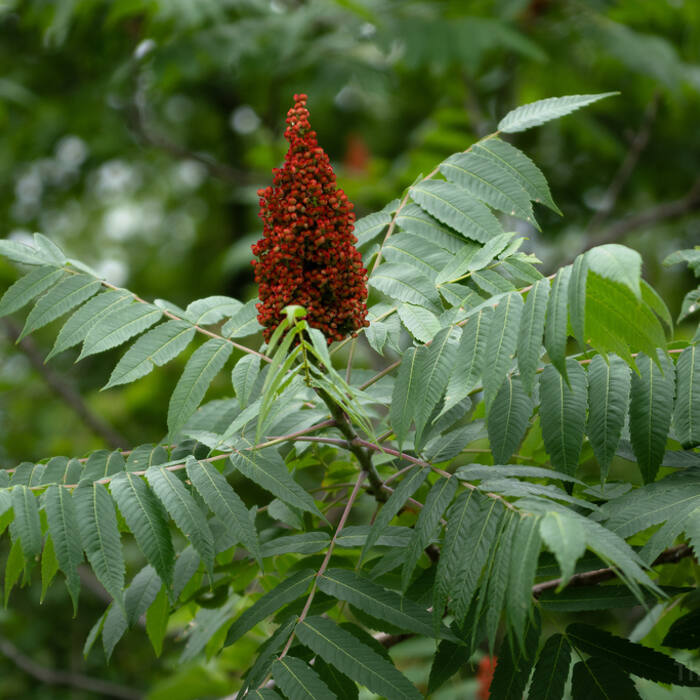 Sumacs — smooth, winged & staghorn (Rhus glabra, R. copallinum, R. typhina) reference photo 1