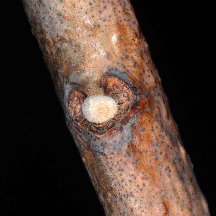 Sumacs — smooth, winged & staghorn (Rhus glabra, R. copallinum, R. typhina) reference photo 4